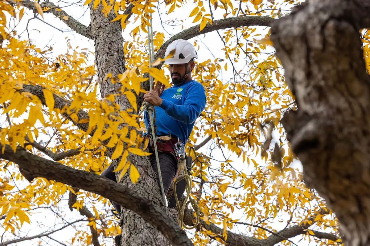 Skilled Storm Damage Cleanup crew working in Robinson